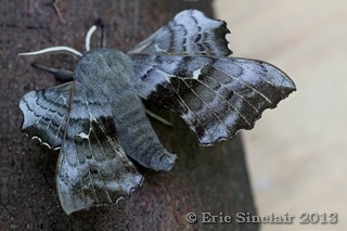 Poplar Hawk Moth